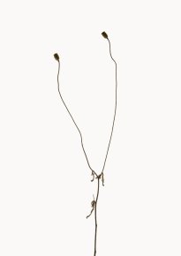 Hans-Christian Schink: Klatschmohn, 2022-24, Pigmentprint auf Hahnemühle Bütten, gerahmt mit Museumsglas, Ed. 5 + 2 AP, 91 x 65 cm, 6000 Euro