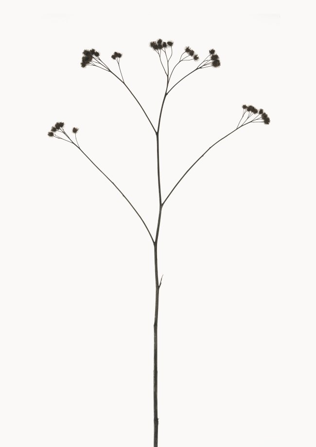 Hans-Christian Schink: Klette, 2022-24, Pigmentprint auf Hahnemühle Bütten, gerahmt mit Museumsglas, Ed. 5 + 2 AP, 91 x 65 cm, 6000 Euro