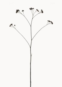 Hans-Christian Schink: Klette, 2022-24, Pigmentprint auf Hahnemühle Bütten, gerahmt mit Museumsglas, Ed. 5 + 2 AP, 91 x 65 cm, 6000 Euro