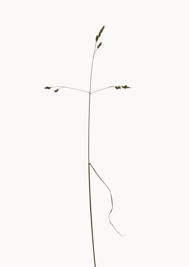 Hans-Christian Schink: Knäuelgras, 2022-24, Pigmentprint auf Hahnemühle Bütten, gerahmt mit Museumsglas, Ed. 5 + 2 AP, 91 x 65 cm, 6000 Euro