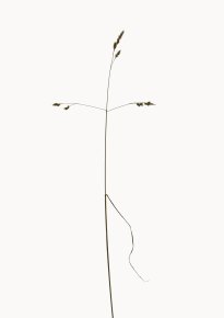 Hans-Christian Schink: Knäuelgras, 2022-24, Pigmentprint auf Hahnemühle Bütten, gerahmt mit Museumsglas, Ed. 5 + 2 AP, 91 x 65 cm, 6000 Euro