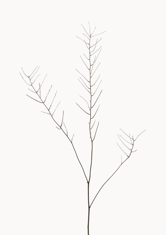 Hans-Christian Schink: Knoblauchsrauke, 2022-24, Pigmentprint auf Hahnemühle Bütten, gerahmt mit Museumsglas, Ed. 5 + 2 AP, 91 x 65 cm, 6000 Euro