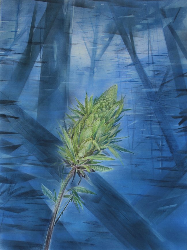 Wieland Payer: Knospe, Pastell, Kohle und Aquarell auf grundiertem MDF, 80 x 60 cm