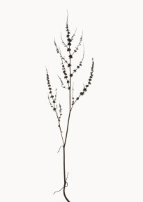 Hans-Christian Schink: Krauser Ampfer, 2022-24, Pigmentprint auf Hahnemühle Bütten, gerahmt mit Museumsglas, Ed. 5 + 2 AP, 91 x 65 cm, 6000 Euro