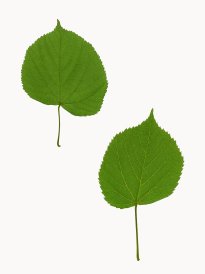 Hans-Christian Schink: #10 Linde, Pigmentprint auf Hahnemühle Bütten, gerahmt mit Museumsglas, Ed. 5 + 2 AP Format 64,6 x 50 cm, 3500 Euro