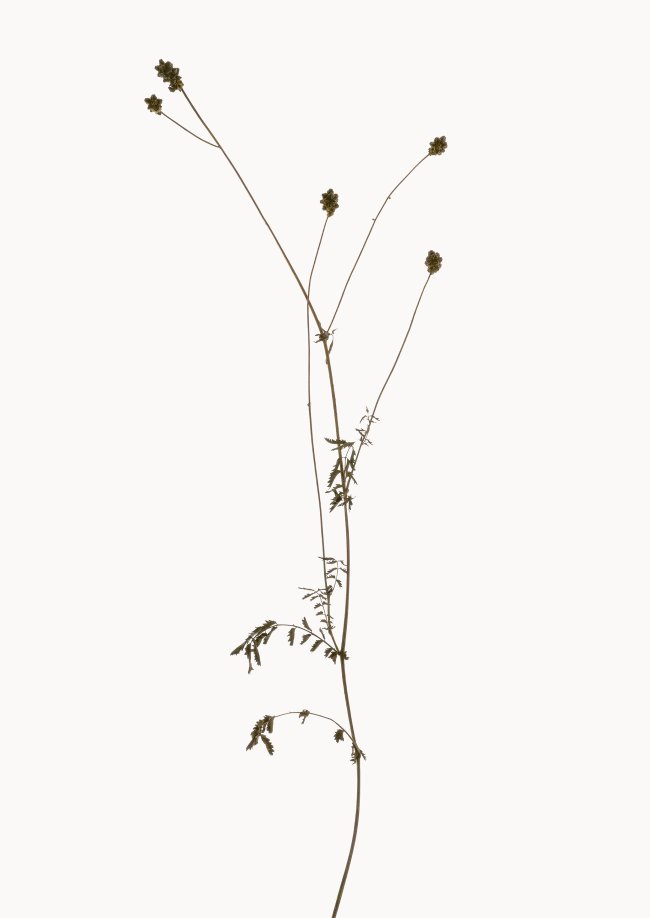 Hans-Christian Schink: Pimpinelle, 2022-24, Pigmentprint auf Hahnemühle Bütten, gerahmt mit Museumsglas, Ed. 5 + 2 AP, 91 x 65 cm, 6000 Euro