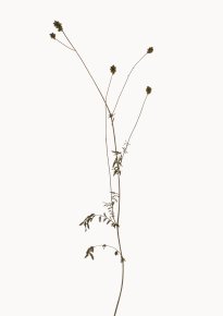 Hans-Christian Schink: Pimpinelle, 2022-24, Pigmentprint auf Hahnemühle Bütten, gerahmt mit Museumsglas, Ed. 5 + 2 AP, 91 x 65 cm, 6000 Euro