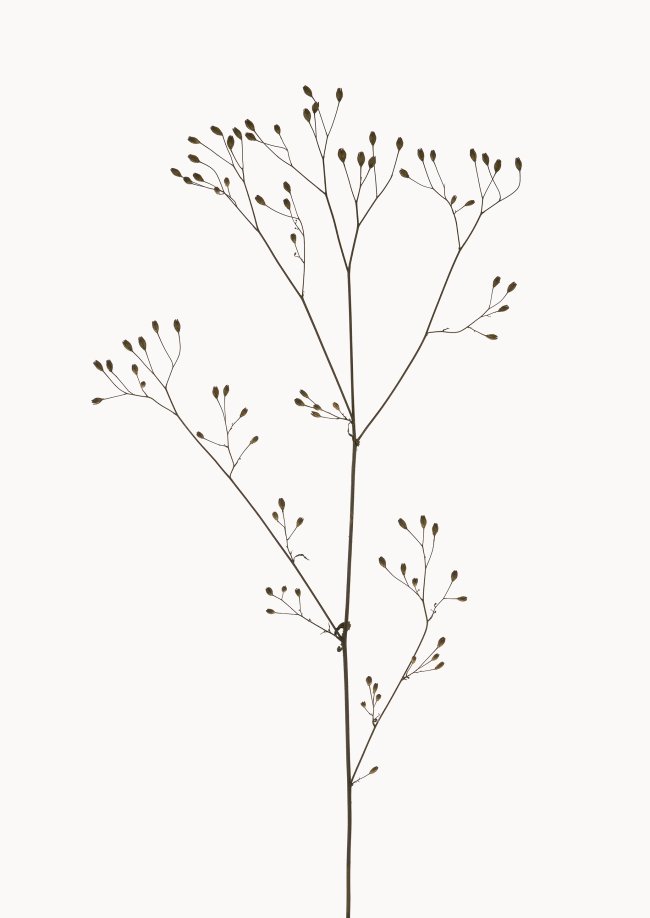 Hans-Christian Schink: Rainkohl, 2022-24, Pigmentprint auf Hahnemühle Bütten, gerahmt mit Museumsglas, Ed. 5 + 2 AP, 91 x 65 cm, 6000 Euro