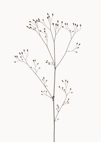 Hans-Christian Schink: Rainkohl, 2022-24, Pigmentprint auf Hahnemühle Bütten, gerahmt mit Museumsglas, Ed. 5 + 2 AP, 91 x 65 cm, 6000 Euro