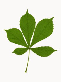 Hans-Christian Schink: #12 Rosskastanie, Pigmentprint auf Hahnemühle Bütten, gerahmt mit Museumsglas, Ed. 5 + 2 AP Format 64,6 x 50 cm, 3500 Euro