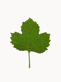 Hans-Christian Schink: #13 Schneeball, Pigmentprint auf Hahnemühle Bütten, gerahmt mit Museumsglas, Ed. 5 + 2 AP Format 64,6 x 50 cm, 3500 Euro