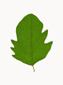 Hans-Christian Schink: #14 Schneebeere, Pigmentprint auf Hahnemühle Bütten, gerahmt mit Museumsglas, Ed. 5 + 2 AP Format 64,6 x 50 cm, 3500 Euro