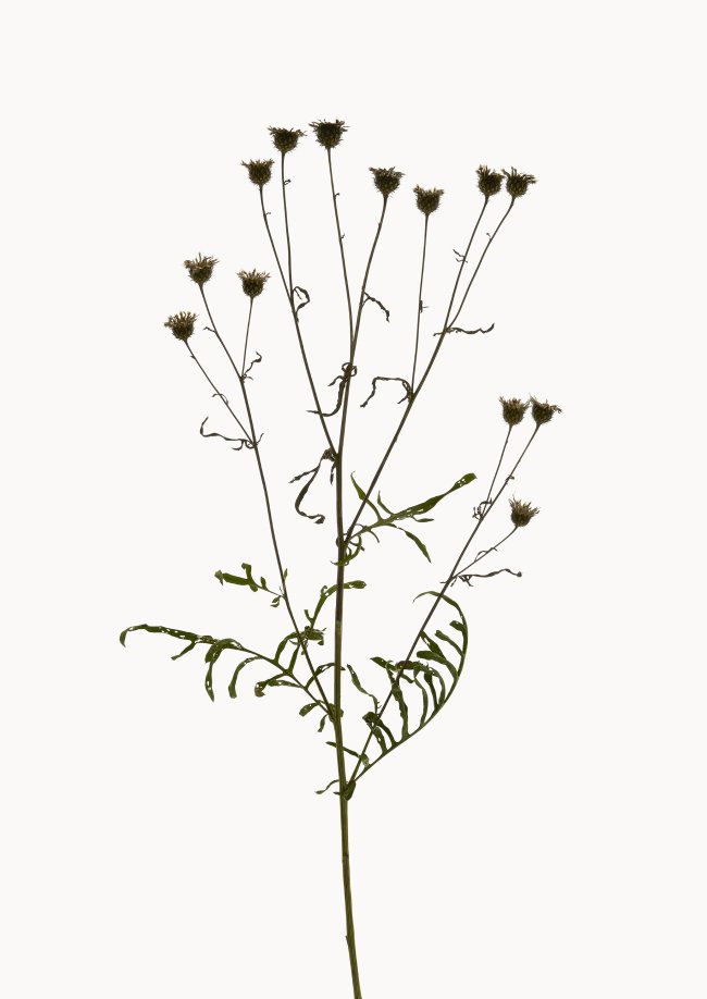 Hans-Christian Schink: Skabiosen Flockenblume, 2022-24, Pigmentprint auf Hahnemühle Bütten, gerahmt mit Museumsglas, Ed. 5 + 2 AP, 91 x 65 cm, 6000 Euro