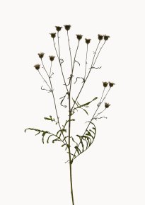 Hans-Christian Schink: Skabiosen Flockenblume, 2022-24, Pigmentprint auf Hahnemühle Bütten, gerahmt mit Museumsglas, Ed. 5 + 2 AP, 91 x 65 cm, 6000 Euro