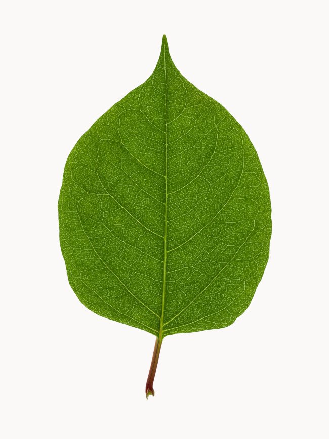 Hans-Christian Schink: #16 Staudenknöterich, Pigmentprint auf Hahnemühle Bütten, gerahmt mit Museumsglas, Ed. 5 + 2 AP Format 64,6 x 50 cm, 3500 Euro