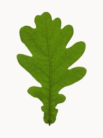 Hans-Christian Schink: #17 Stileiche, Pigmentprint auf Hahnemühle Bütten, gerahmt mit Museumsglas, Ed. 5 + 2 AP Format 64,6 x 50 cm, 3500 Euro