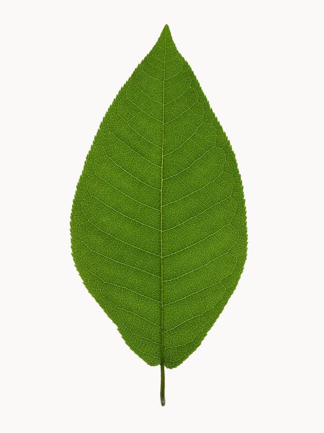 Hans-Christian Schink: #18 Traubenkirsche, Pigmentprint auf Hahnemühle Bütten, gerahmt mit Museumsglas, Ed. 5 + 2 AP Format 64,6 x 50 cm, 3500 Euro