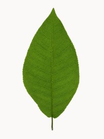 Hans-Christian Schink: #18 Traubenkirsche, Pigmentprint auf Hahnemühle Bütten, gerahmt mit Museumsglas, Ed. 5 + 2 AP Format 64,6 x 50 cm, 3500 Euro