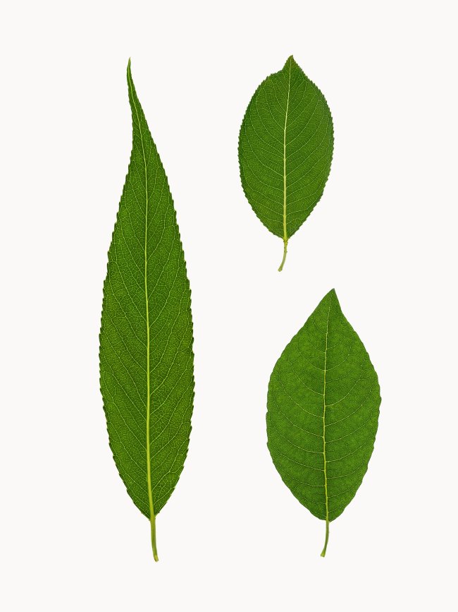 Hans-Christian Schink: #19 Weide, Pigmentprint auf Hahnemühle Bütten, gerahmt mit Museumsglas, Ed. 5 + 2 AP Format 64,6 x 50 cm, 3500 Euro