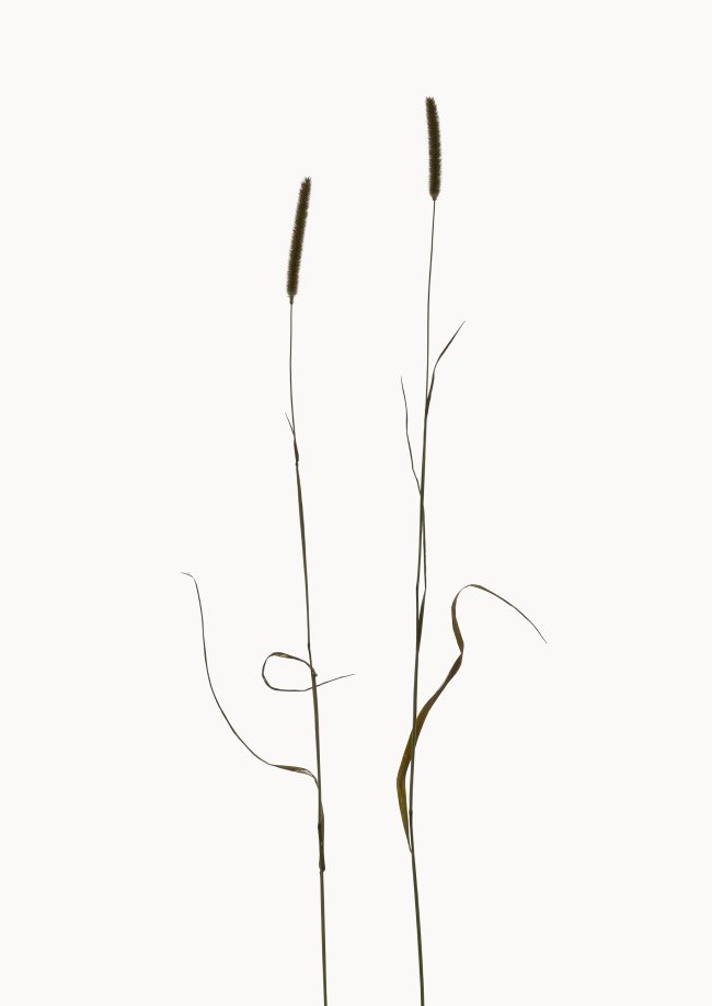 Hans-Christian Schink: Wiesen-Fuchsschwanz, 2022-24, Pigmentprint auf Hahnemühle Bütten, gerahmt mit Museumsglas, Ed. 5 + 2 AP, 91 x 65 cm, 6000 Euro