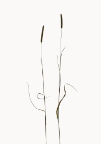 Hans-Christian Schink: Wiesen-Fuchsschwanz, 2022-24, Pigmentprint auf Hahnemühle Bütten, gerahmt mit Museumsglas, Ed. 5 + 2 AP, 91 x 65 cm, 6000 Euro