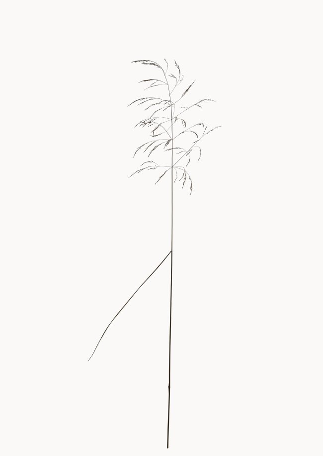 Hans-Christian Schink: Wiesen-Rispengras, 2022-24, Pigmentprint auf Hahnemühle Bütten, gerahmt mit Museumsglas, Ed. 5 + 2 AP, 91 x 65 cm, 6000 Euro