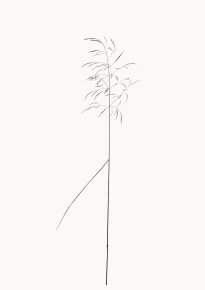 Hans-Christian Schink: Wiesen-Rispengras, 2022-24, Pigmentprint auf Hahnemühle Bütten, gerahmt mit Museumsglas, Ed. 5 + 2 AP, 91 x 65 cm, 6000 Euro