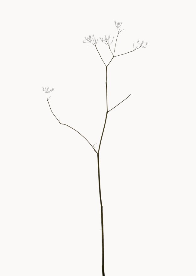 Hans-Christian Schink: Wiesenkerbel, 2022-24, Pigmentprint auf Hahnemühle Bütten, gerahmt mit Museumsglas, Ed. 5 + 2 AP Format 91 x 65 cm, 6000 Euro