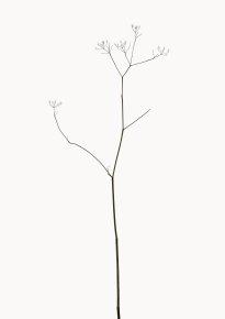 Hans-Christian Schink: Wiesenkerbel, 2022-24, Pigmentprint auf Hahnemühle Bütten, gerahmt mit Museumsglas, Ed. 5 + 2 AP Format 91 x 65 cm, 6000 Euro