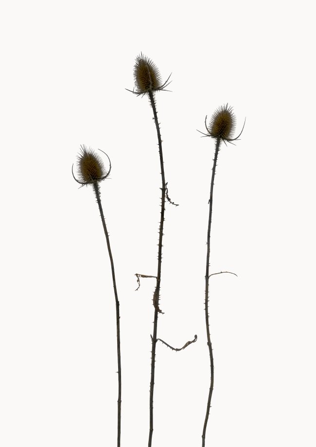 Hans-Christian Schink: Wilde Karde, 2022-24, Pigmentprint auf Hahnemühle Bütten, gerahmt mit Museumsglas, Ed. 5 + 2 AP Format 91 x 65 cm, 6000 Euro