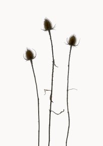 Hans-Christian Schink: Wilde Karde, 2022-24, Pigmentprint auf Hahnemühle Bütten, gerahmt mit Museumsglas, Ed. 5 + 2 AP Format 91 x 65 cm, 6000 Euro