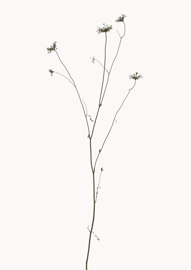 Hans-Christian Schink: Wilde Möhre, 2022-24 Pigmentprint auf Hahnemühle Bütten, gerahmt mit Museumsglas, Ed. 5 + 2 AP Format 91 x 65 cm - 6000 Euro