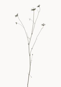 Hans-Christian Schink: Wilde Möhre, 2022-24 Pigmentprint auf Hahnemühle Bütten, gerahmt mit Museumsglas, Ed. 5 + 2 AP Format 91 x 65 cm - 6000 Euro