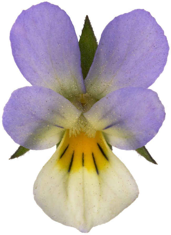 Hans-Christian Schink: #10 Acker Stiefmütterchen, Pigmentprint auf Hahnemühle Bütten, gerahmt mit Museumsglas, Ed. 5 + 2 AP Format 75 x 65 cm, 5000 Euro