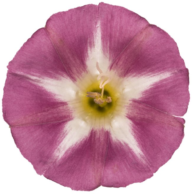 Hans-Christian Schink: #13 Ackerwinde 1, Pigmentprint auf Hahnemühle Bütten, gerahmt mit Museumsglas, Ed. 5 + 2 AP Format 75 x 65 cm, 5000 Euro