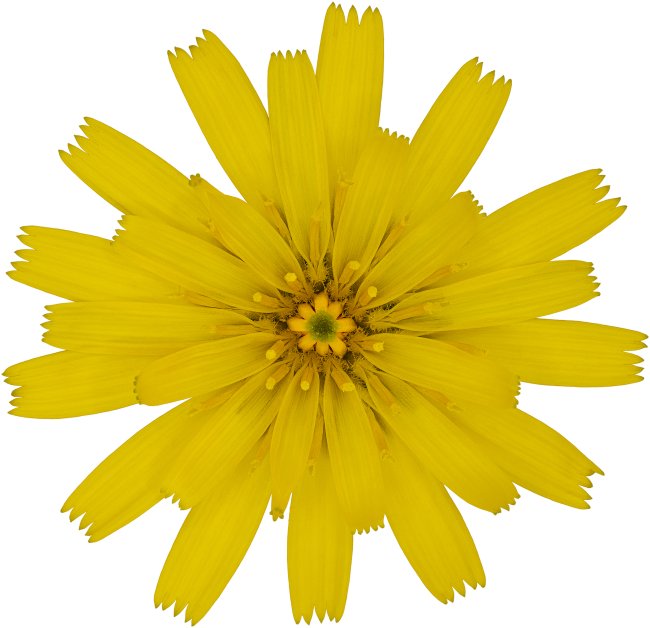 Hans-Christian Schink: #19 Bitterkraut, Pigmentprint auf Hahnemühle Bütten, gerahmt mit Museumsglas, Ed. 5 + 2 AP Format 75 x 65 cm, 5000 Euro