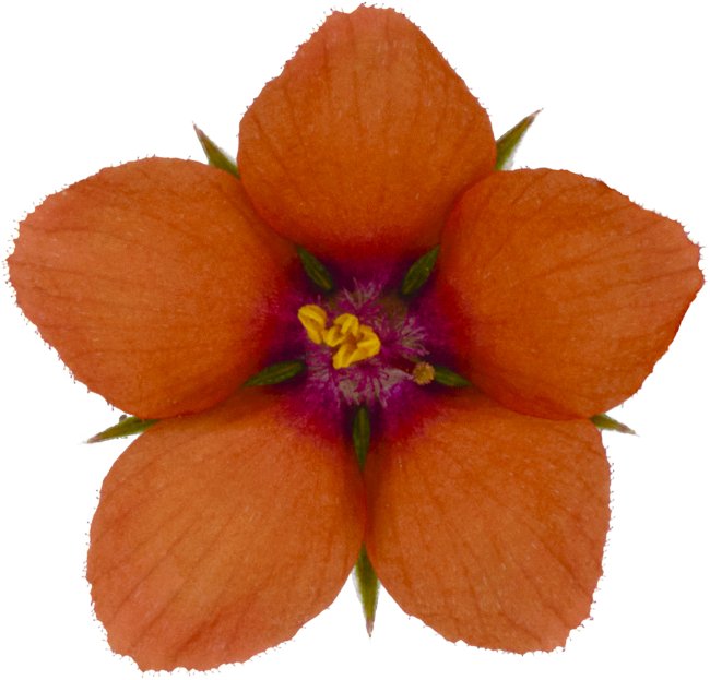 Hans-Christian Schink: #2 Acker Gauchheil, Pigmentprint auf Hahnemühle Bütten, gerahmt mit Museumsglas, Ed. 5 + 2 AP Format75 x 65 cm, 5000 Euro