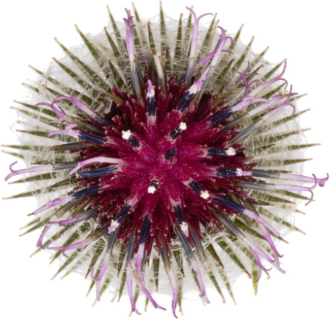 Hans-Christian Schink: #37 Filzklette, Pigmentprint auf Hahnemühle Bütten, gerahmt mit Museumsglas, Ed. 5 + 2 AP Format 75 x 65 cm, 5000 Euro