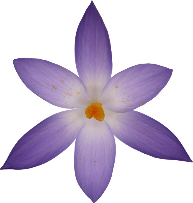 Hans-Christian Schink: #41 Frühlingskrokus, Pigmentprint auf Hahnemühle Bütten, gerahmt mit Museumsglas, Ed. 5 + 2 AP Format 75 x 65 cm, 5000 Euro