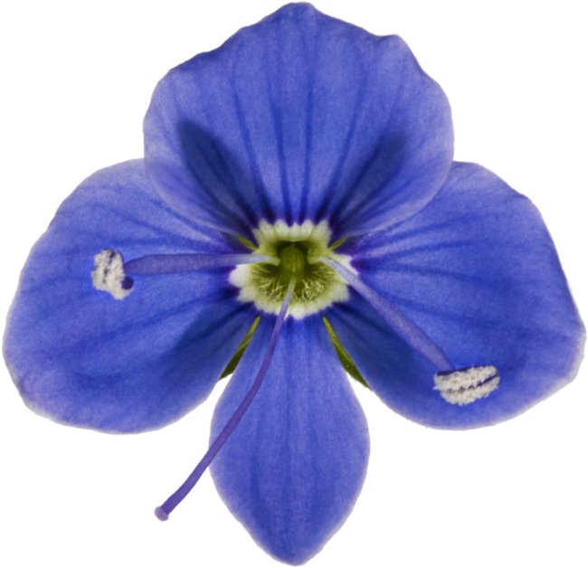 Hans-Christian Schink: #42 Gamander Ehrenpreis, Pigmentprint auf Hahnemühle Bütten, gerahmt mit Museumsglas, Ed. 5 + 2 AP Format 75 x 65 cm, 5000 Euro