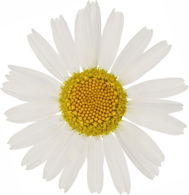 Hans-Christian Schink: #48 geruchlose Kamille, Pigmentprint auf Hahnemühle Bütten, gerahmt mit Museumsglas, Ed. 5 + 2 AP Format 75 x 65 cm, 5000 Euro