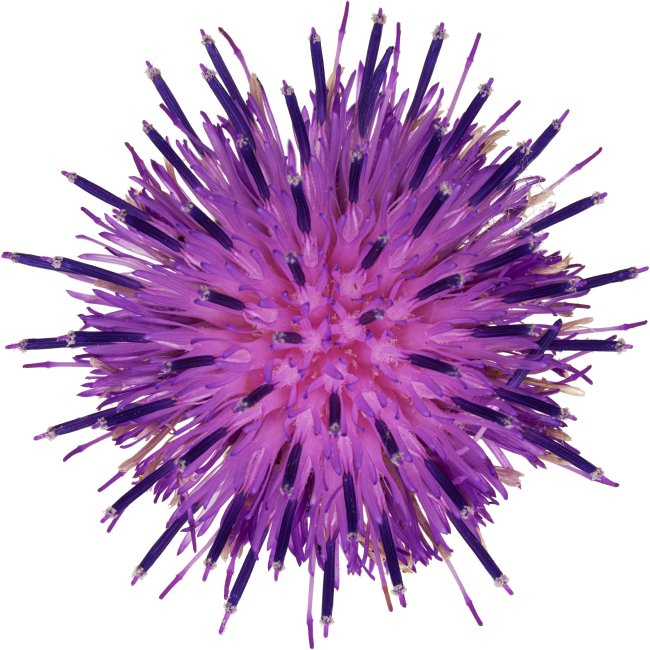 Hans-Christian Schink: #6 Acker Kratzdistel, Pigmentprint auf Hahnemühle Bütten, gerahmt mit Museumsglas, Ed. 5 + 2 AP Format 75 x 65 cm, 5000 Euro