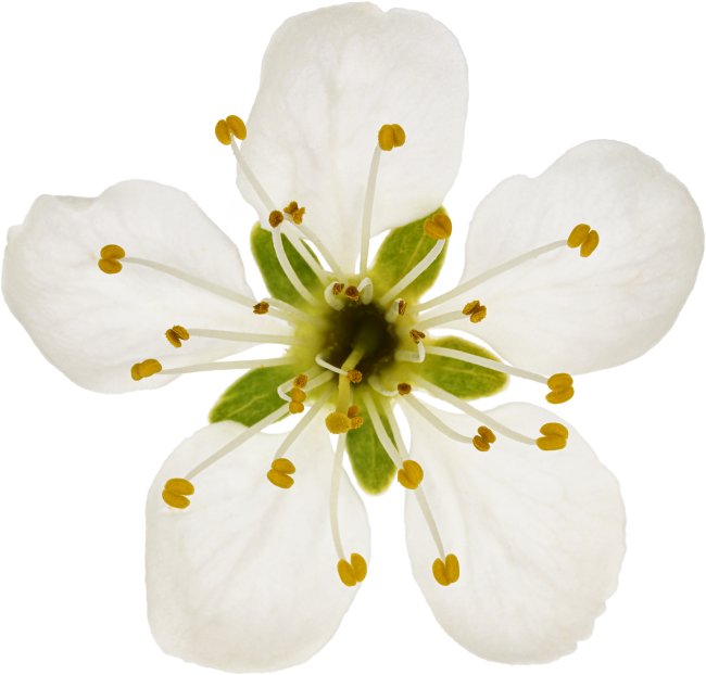 Hans-Christian Schink: #82 Pflaume, Pigmentprint auf Hahnemühle Bütten, gerahmt mit Museumsglas, Ed. 5 + 2 AP Format 75 x 65 cm, 5000 Euro