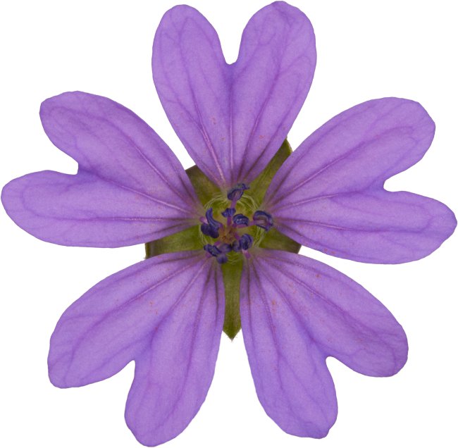 Hans-Christian Schink: #84 Pyrenäen Storchschnabel, Pigmentprint auf Hahnemühle Bütten, gerahmt mit Museumsglas, Ed. 5 + 2 AP Format 75 x 65 cm, 5000 Euro