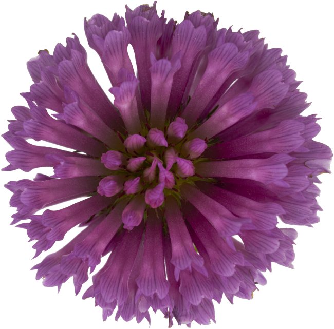 Hans-Christian Schink: #88 Rotklee, Pigmentprint auf Hahnemühle Bütten, gerahmt mit Museumsglas, Ed. 5 + 2 AP Format 75 x 65 cm, 5000 Euro