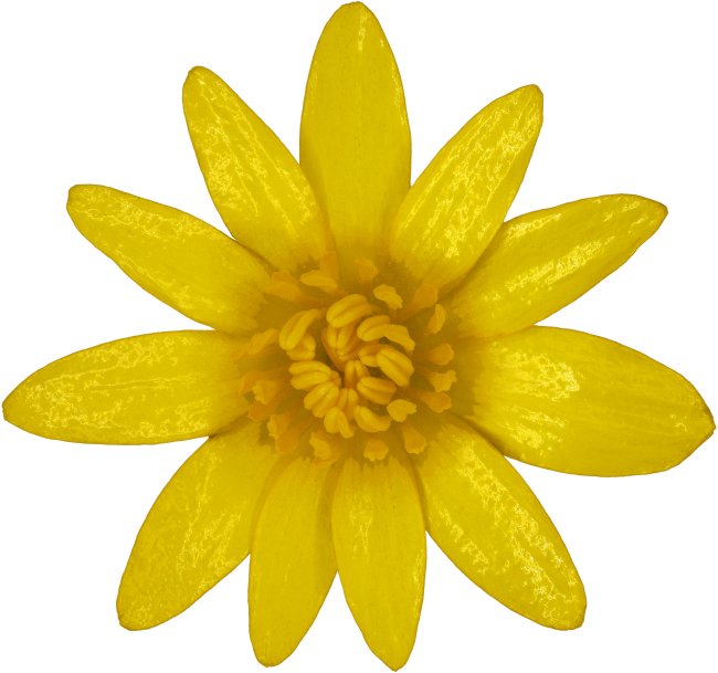 Hans-Christian Schink: #89 Scharbockskraut, Pigmentprint auf Hahnemühle Bütten, gerahmt mit Museumsglas, Ed. 5 + 2 AP Format 75 x 65 cm, 5000 Euro