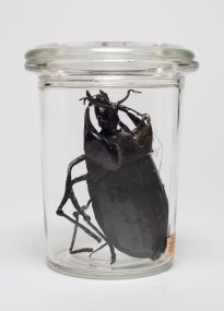 Dana Meyer: Felsen-Stierkämpfer